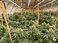 TotalGrow HI-Top 530W Light for Greenhouse Cannabis Production