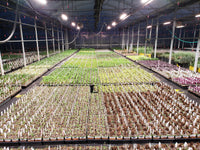 TotalGrow HI-Top 330W Lights for Greenhouse Propagation