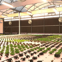 TotalGrow HI-Top 530W Lights for Greenhouse Lettuce Production
