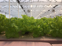TotalGrow HI-Top 530W Light for Greenhouse Lettuce Production